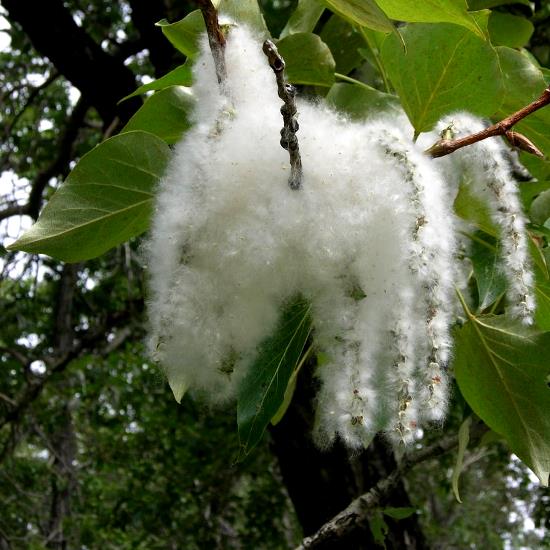 Popler Plant - Cottonwood, Populus Deltoides