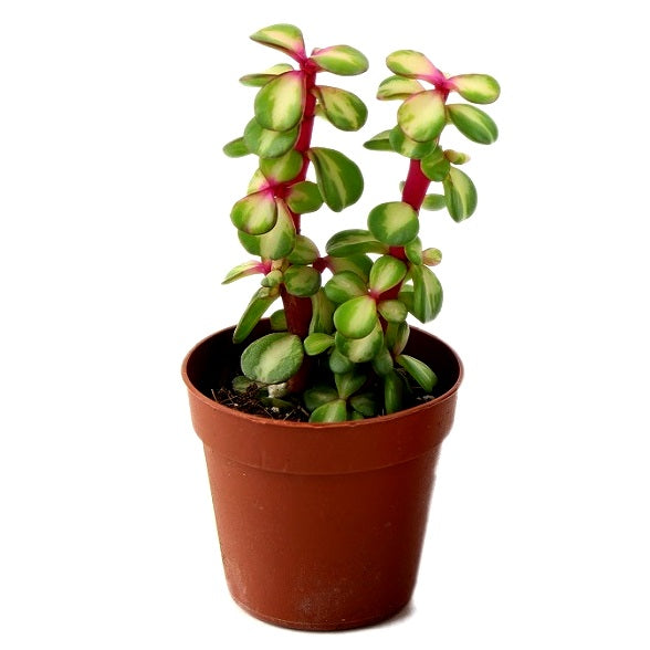 Jade Plant Variegata - Elephant Bush Plant, Portulacaria Afra Mediopicta, Lucky Plant