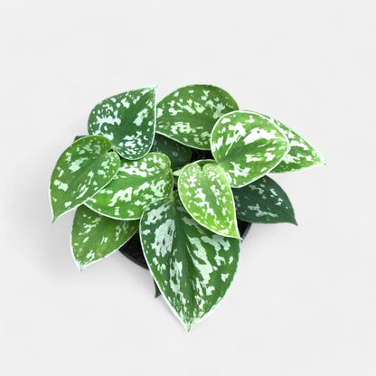 Philodendron Silver Satin Plant - Oxycardium Silver