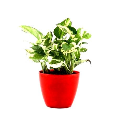 Money Plant Variegated with Red Fiber Pot - Scindaspus Plant