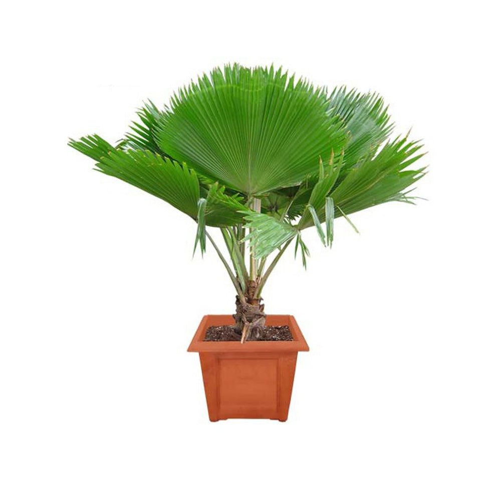 Pritchardia Pacifica Palm - Fiji Fan Palm