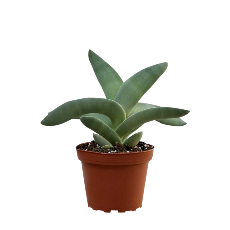 Crassula Falcata - Propeller Plant