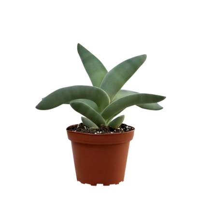 Crassula Falcata - Propeller Plant