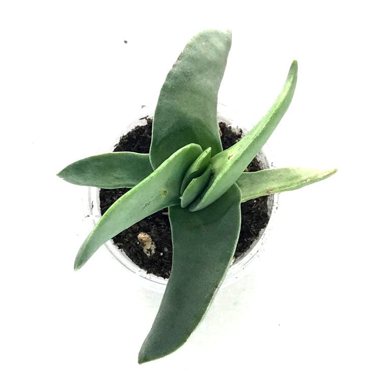 Crassula Falcata - Propeller Plant