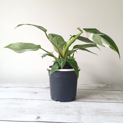 Philodendron White Princess Plant