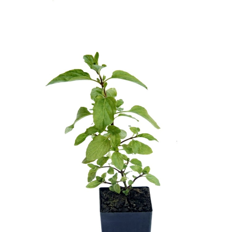 Ram Tulsi - Rama Tulasi, Holy Basil Plant