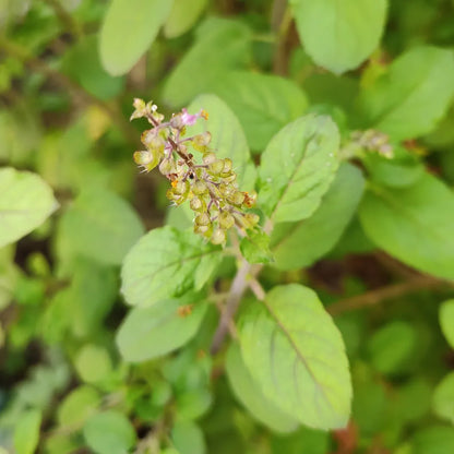 Ram Tulsi - Rama Tulasi, Holy Basil Plant