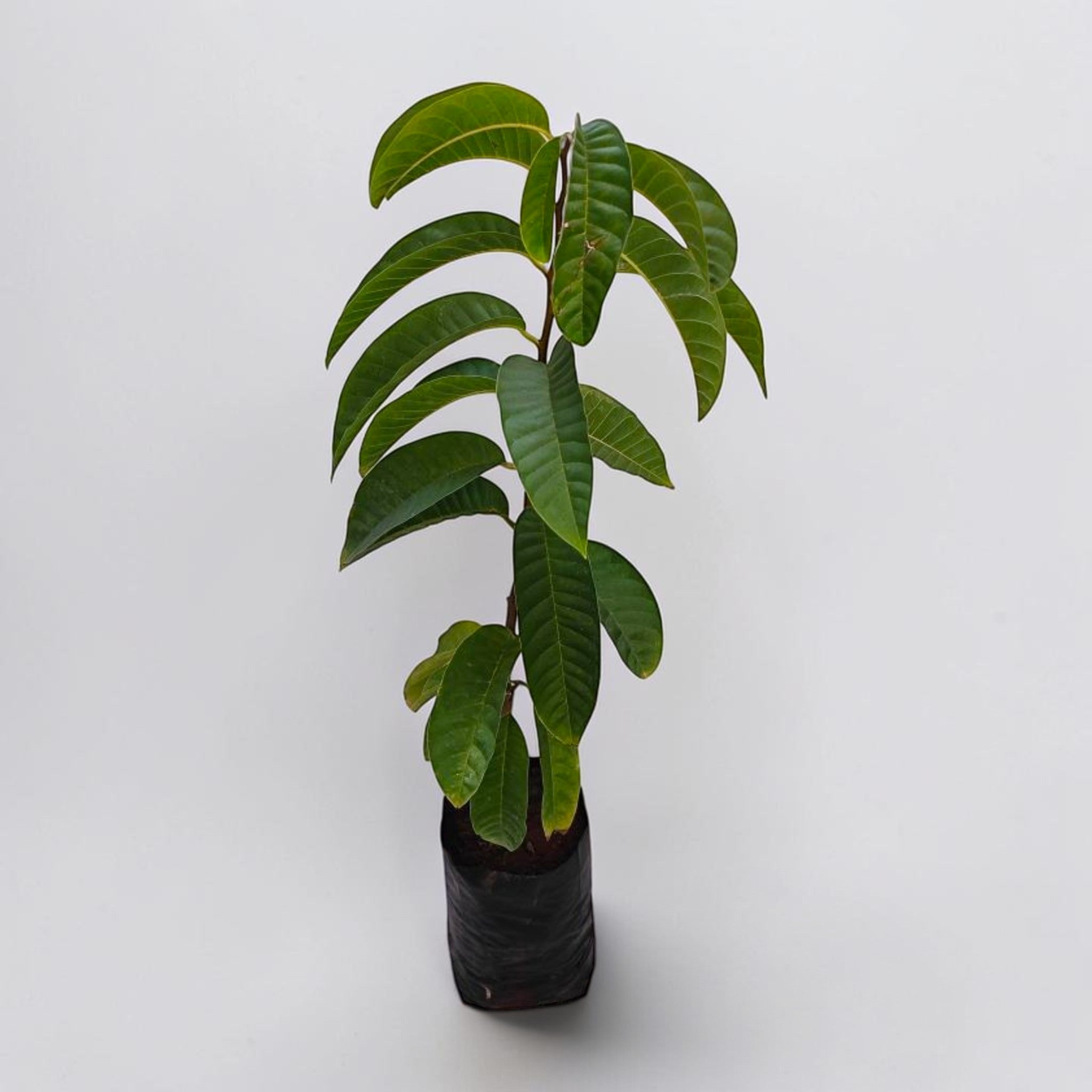 Ramphal Plant - Annona Reticulata - Netted Custard Apple