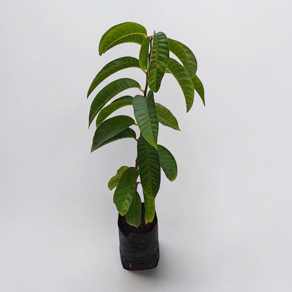 Ramphal Plant - Annona Reticulata - Netted Custard Apple