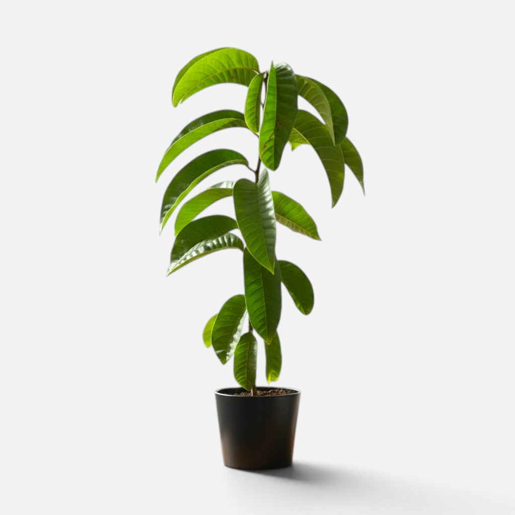 Ramphal Plant - Annona Reticulata - Netted Custard Apple