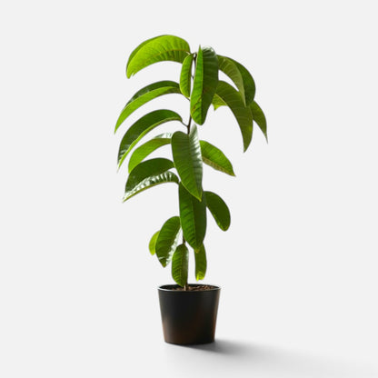 Ramphal Plant - Annona Reticulata - Netted Custard Apple
