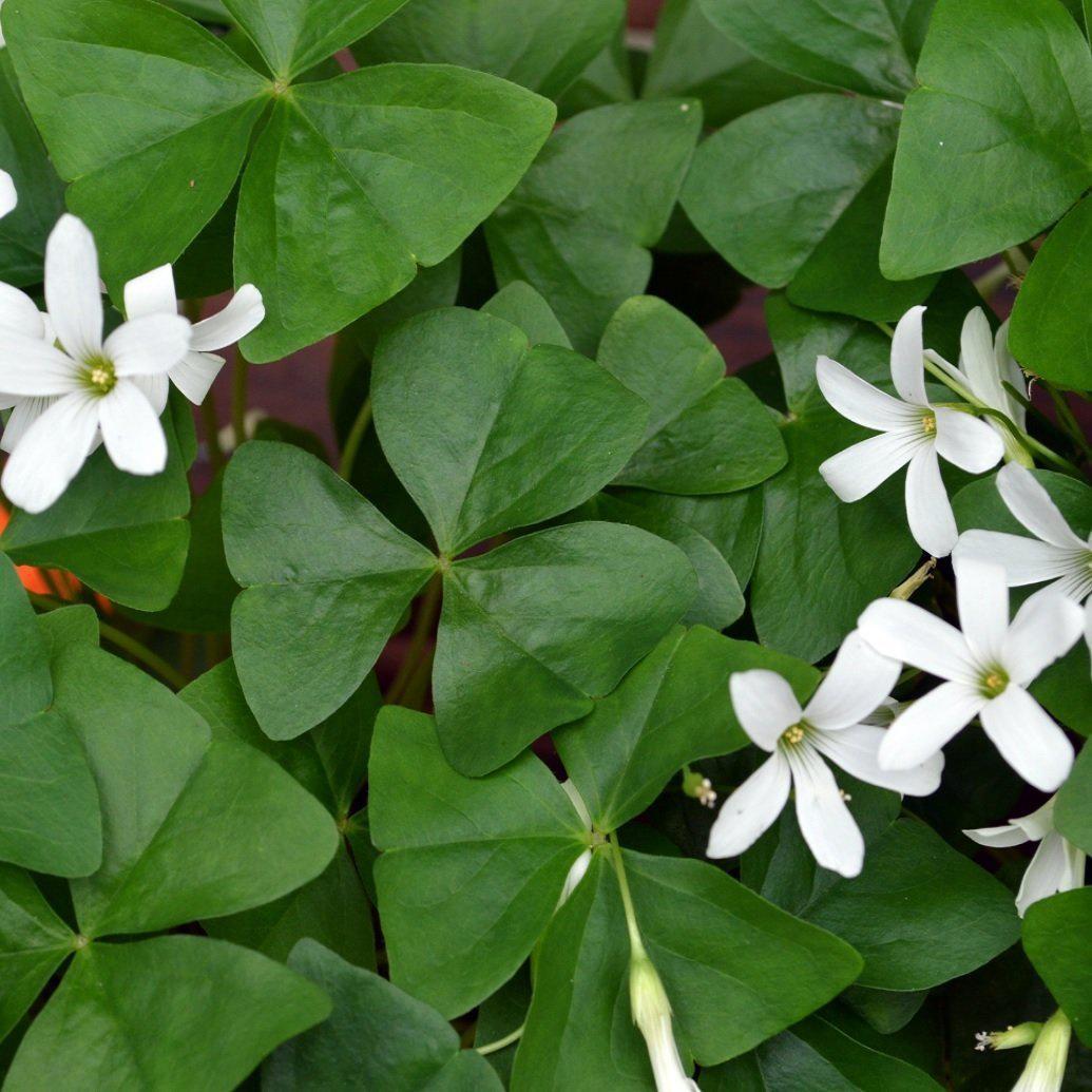 Oxalis Regnelii (Pack of 3 bulbs)