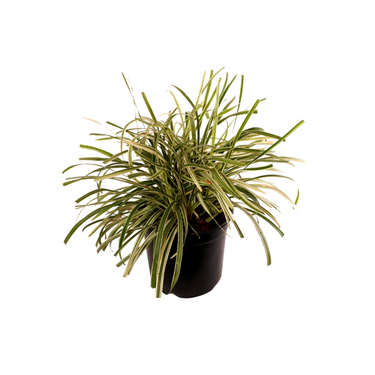 Buy Ribbon Grass Variegated - Ophiopogon Jaburan online at best price