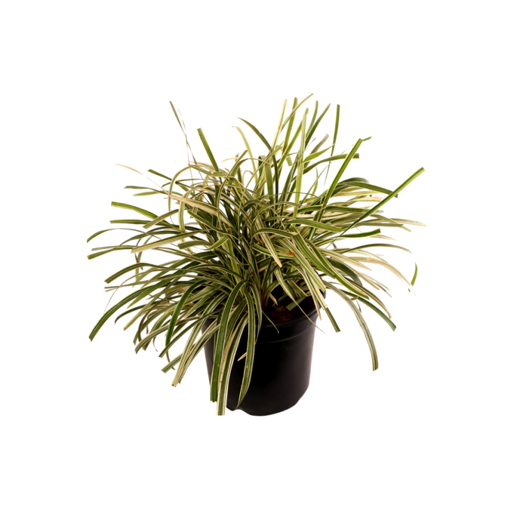 Ribbon Grass Variegated - Ophiopogon Jaburan