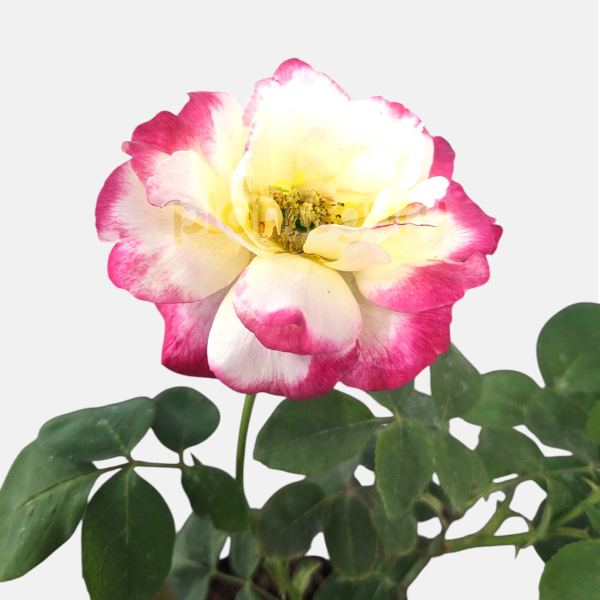 Rose Bicolor Plant in 6&quot; Inch Pot
