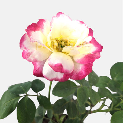 Rose Bicolor Plant in 6&quot; Inch Pot