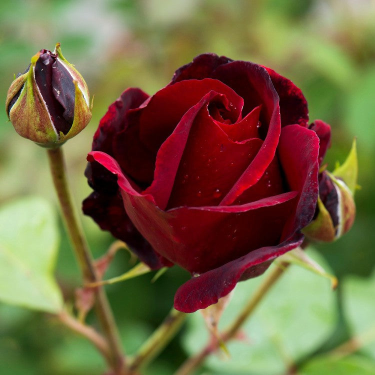 Rose Maroon Plant