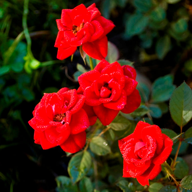 Rose Miniature Red Plant - Button Rose, Button Gulab