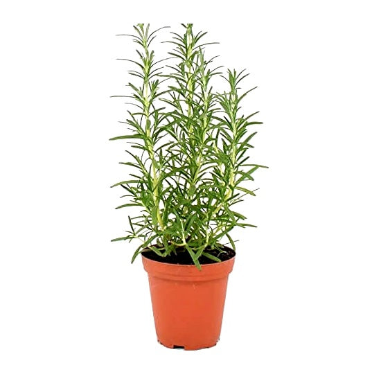 Rosemary Herb Plant - Rosmarinus Officinalis