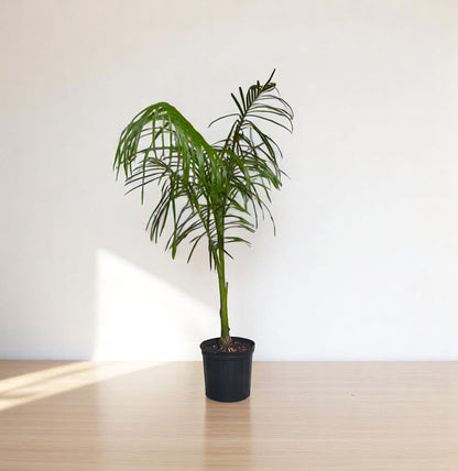 royal palm plant