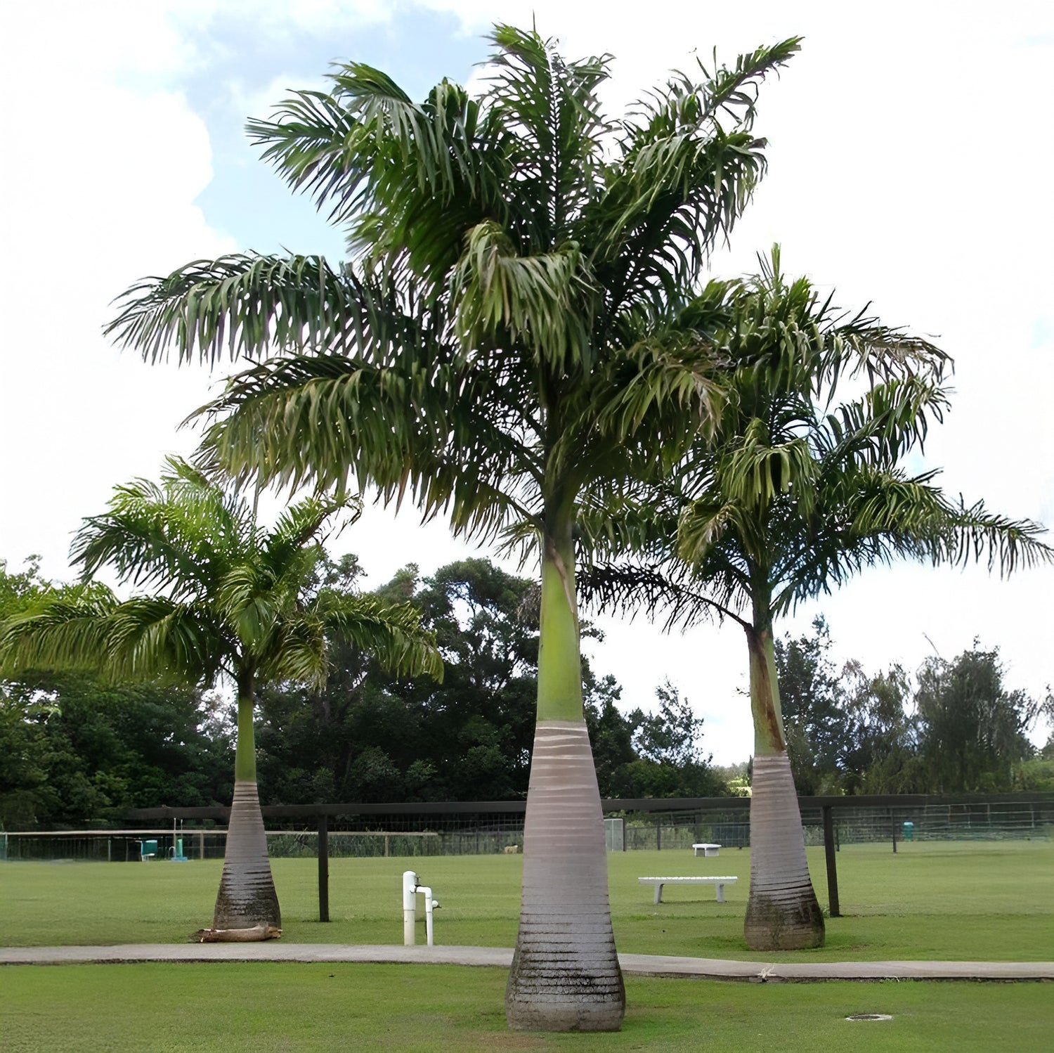 royal palm tree