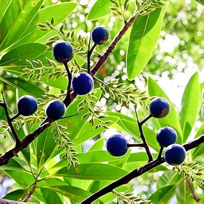 Rudraksha Plant - Rudraksham Plant (Height: 2-3 feet)