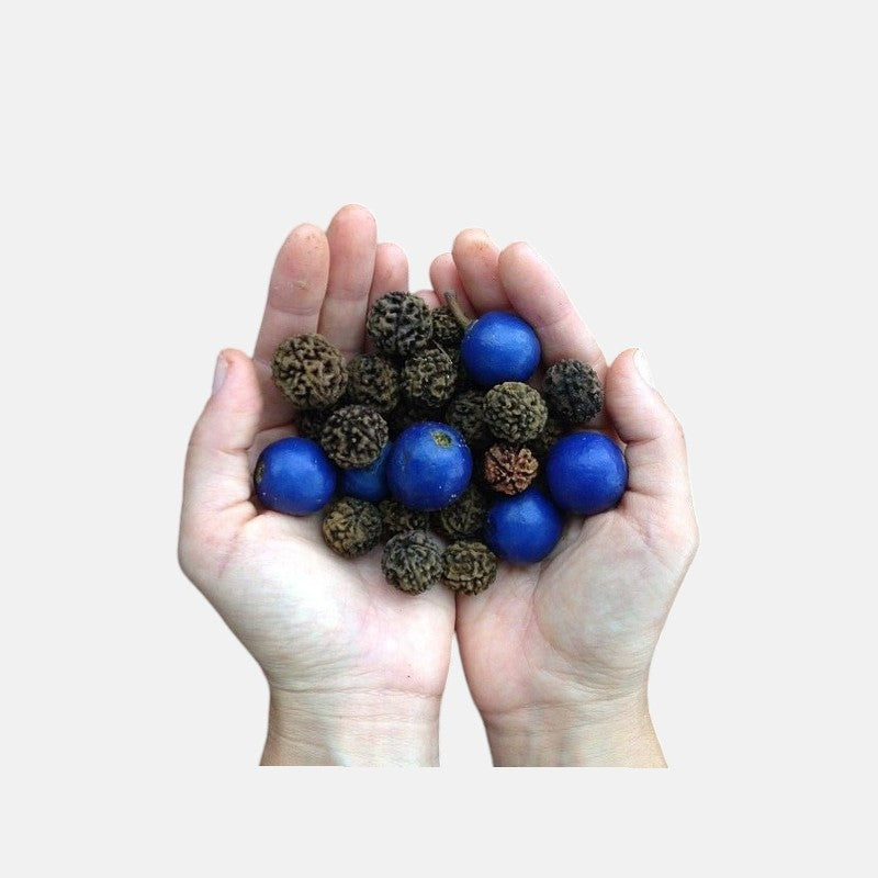 rudraksha seeds for planting Buy rudraksha plant online at best price