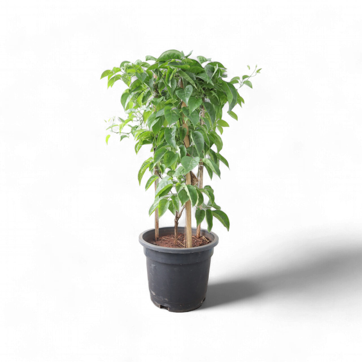 Sankrant Vel Plant big size (8 inch pot)