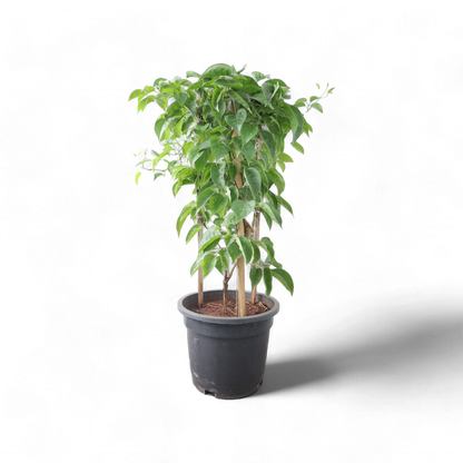 Sankrant Vel Plant big size (8 inch pot)