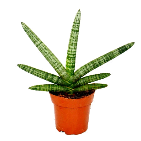 Sansevieria cylindrica Boncel, Cylindrical Snake Plant