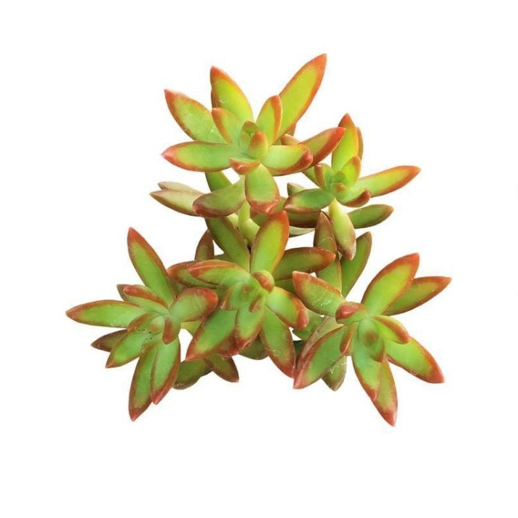 Sedum Adolphii Firestorm Plant