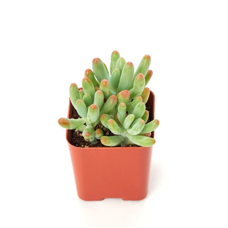 Sedum Pachyphyllum Plant