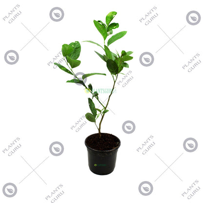 Nimboo Seedless (Grafted) - Lemon Plant, Lime, Citrus