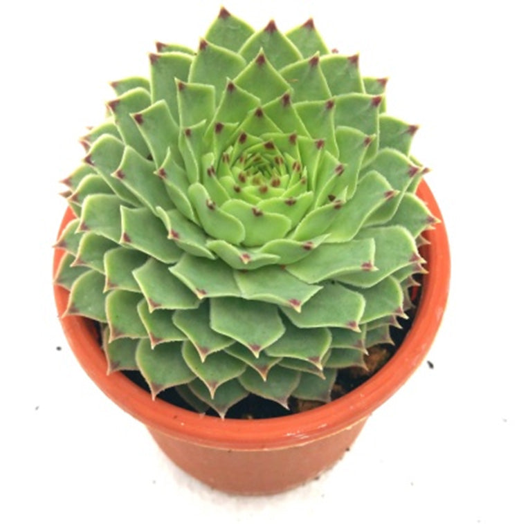 Sempervivum Sectorum