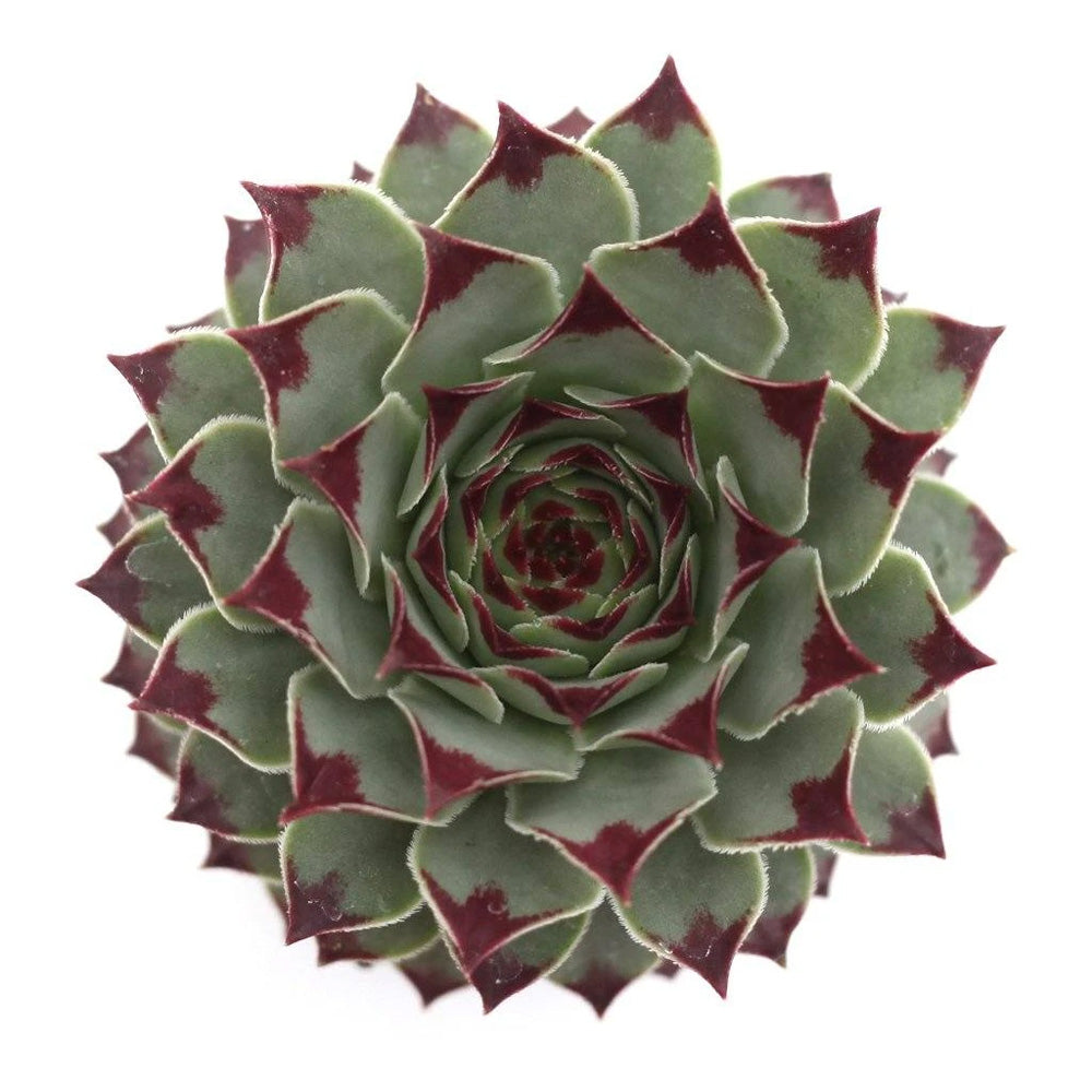 Sempervivum Sectorum