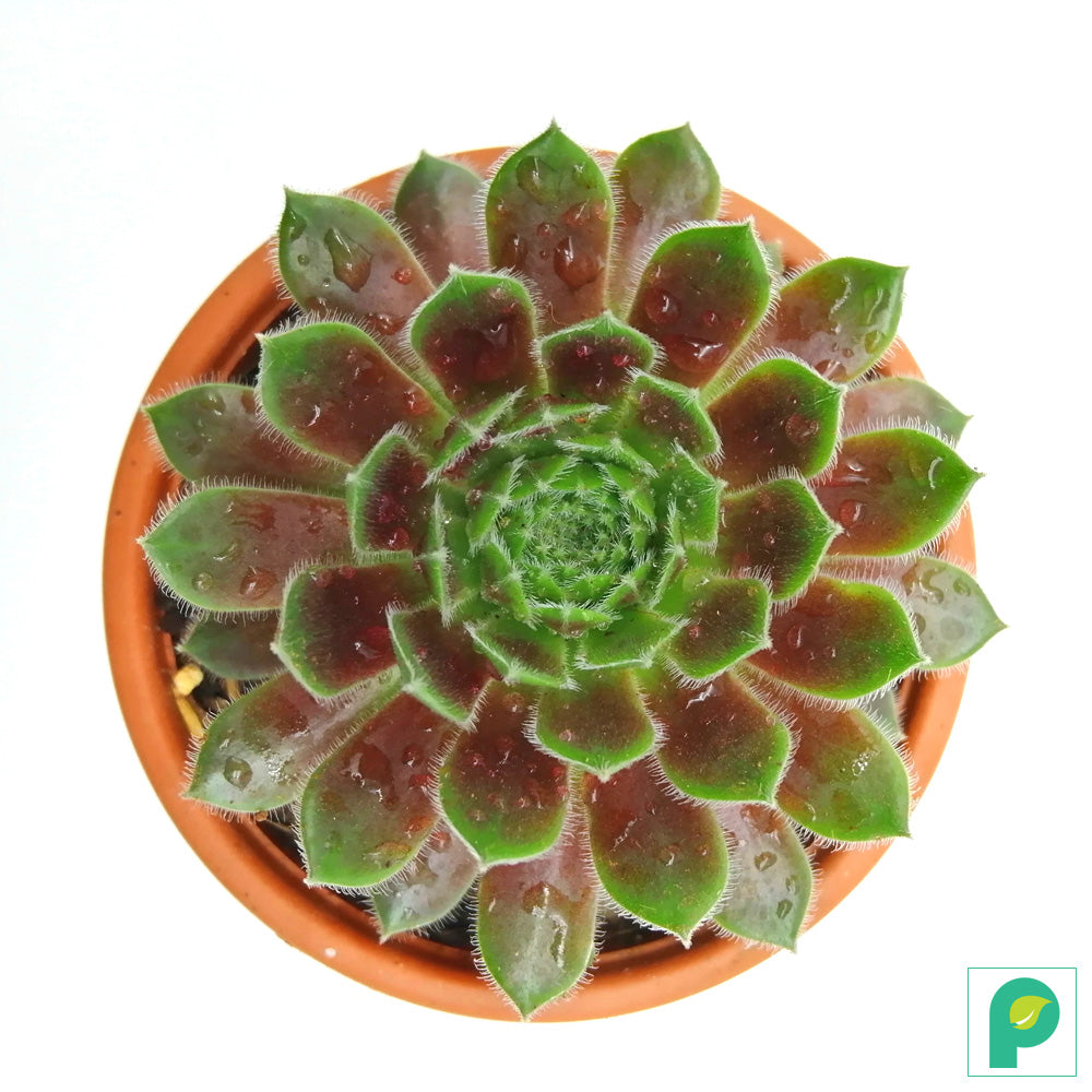 Sempervivum Red Rose