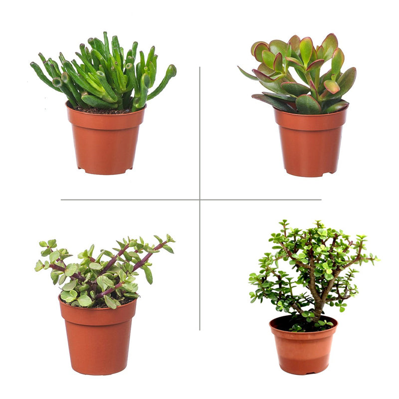 Crassula Plant Pack (Pack of 4 Varieties)