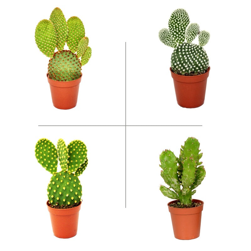 Opuntia Plant Pack (Pack of 4 Varieties) - Bunny Ear Cactus