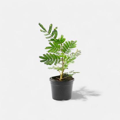 shami plant seeds Buy Shami Plant