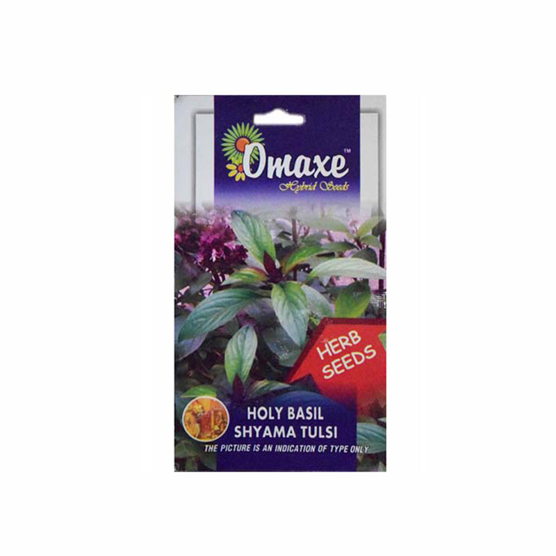 Omaxe Shyama Tulsi (Krishna Tulsi) Pack of 100 Seeds