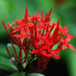 Singapuri Ixora Plant