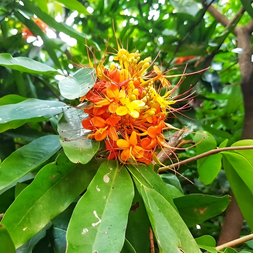 Sita Ashoka plant - Ashoka Saraca