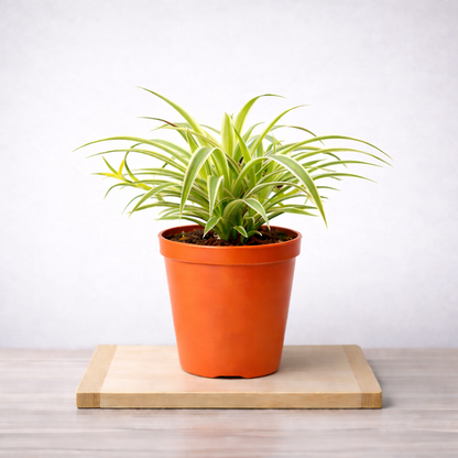 Spider Plant - Chlorophytum Green