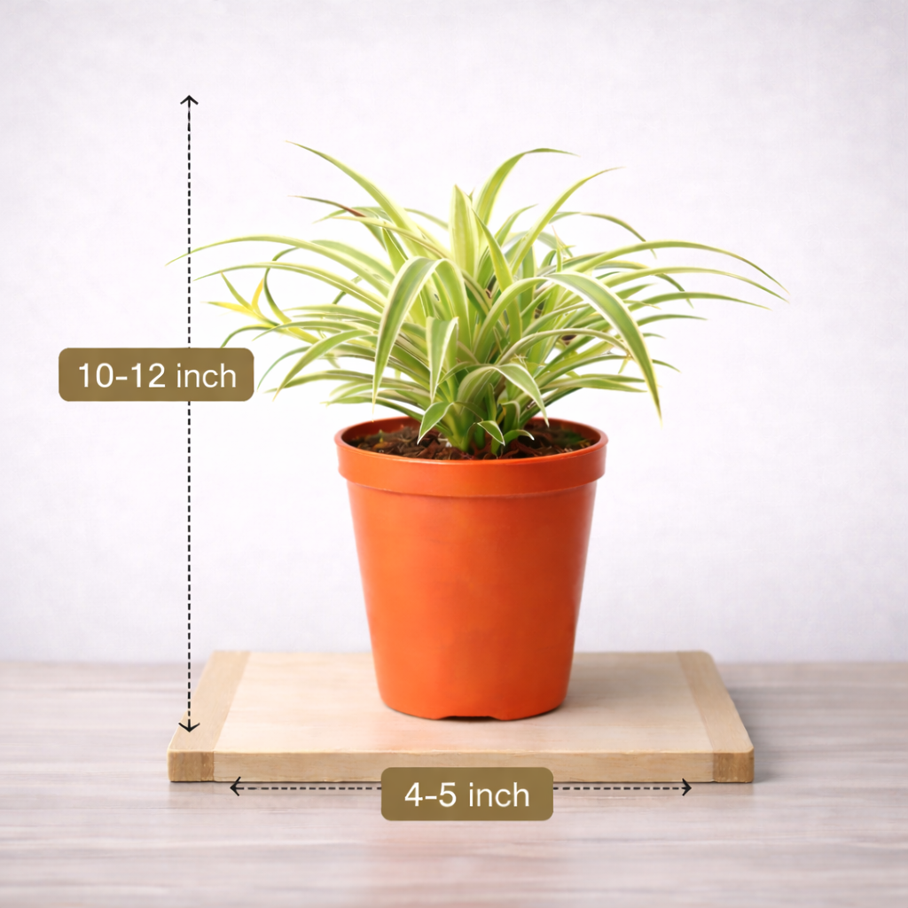spider repellent plants indoor Buy Chlorophytum Green