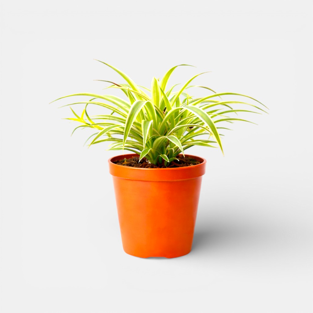 spider plant price in india Buy Chlorophytum Green