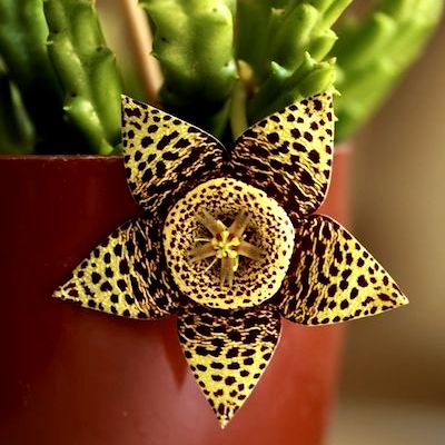 Stapelia Variegata Cactus