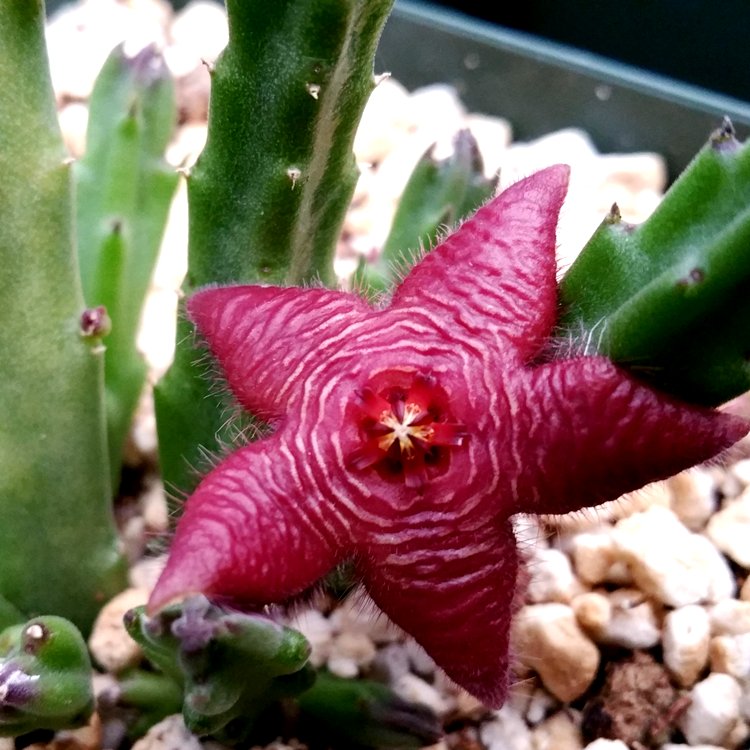 Stapelia Scitula Cactus