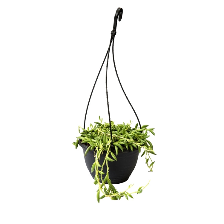 Senecio Radicans - Strings of Banana with Hanging Basket