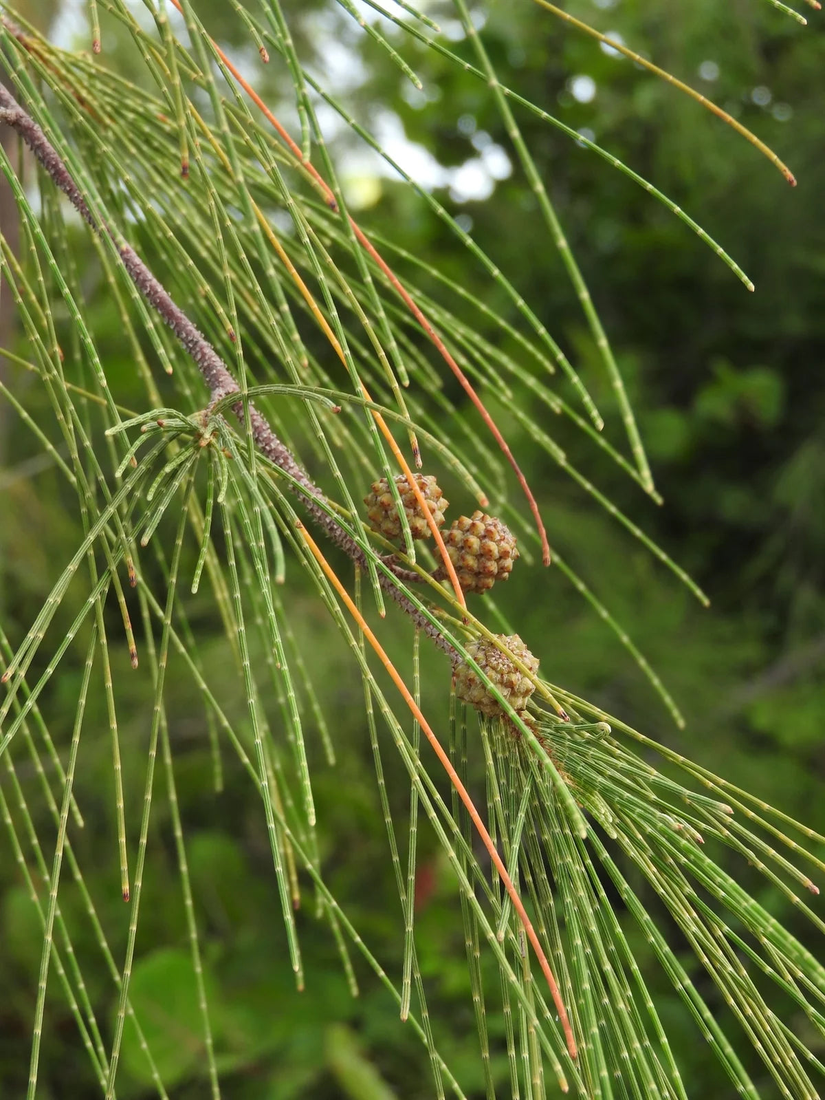 Casuarina Pine - Wind Tree, Suru