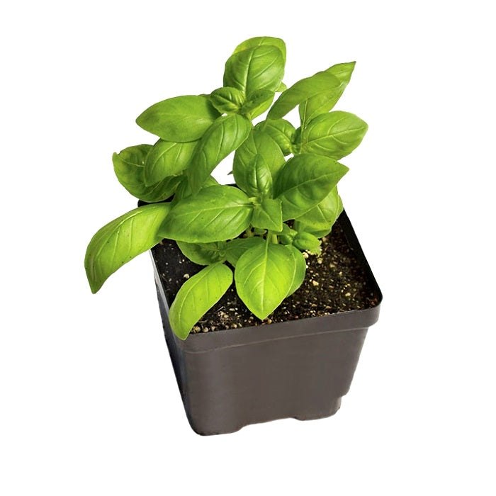 Sweet Basil Plant(Italian Basil)